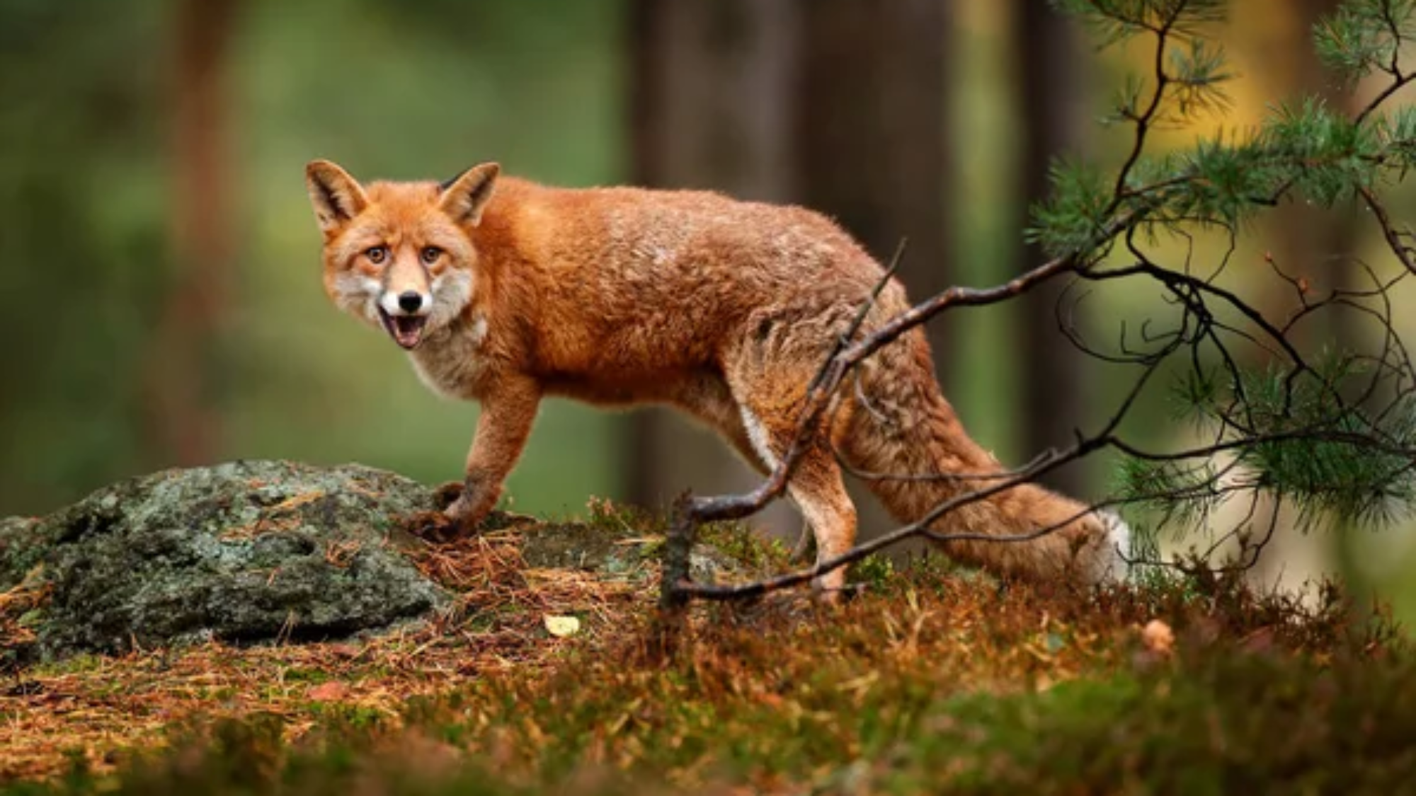 depositphotos_388877018-stock-photo-fox-in-green-forest-cute